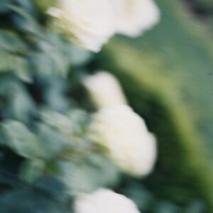 England's Roses